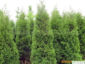 北京檜苗木介紹,北京檜苗木價格及北京檜苗木圖片