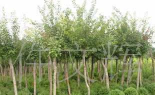 園林綠化苗木,批發供應五角楓,五角楓_農副產品_世界工廠網中國產品信息庫