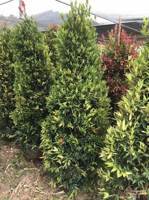 【江西綠化苗木袋苗紅車、農(nóng)戶種植】綠化苗木,價(jià)格,廠家,供應(yīng)商,花木,龍海市東泗興輝園藝場 - 產(chǎn)品庫