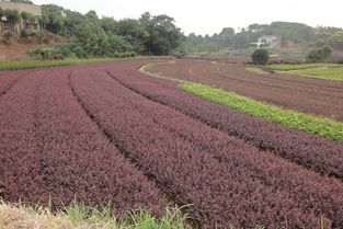 最大限度利用苗木基地空間