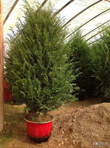 高端苗木 苗木中的 精品 ,市場未來的 主角