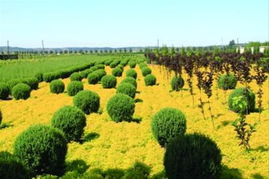 遼寧 發揮優勢 打造 中國彩色苗木產業旗艦