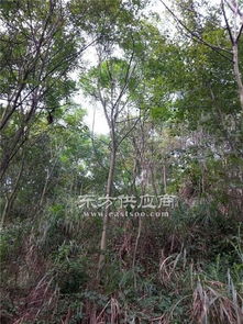 江西江南苗木基地 江西欒樹苗木 欒樹苗木圖片