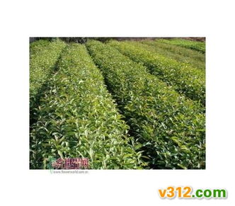 影響苗木產品利潤 財務費用