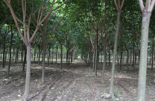 規(guī)范化管理培育精品苗木,凱創(chuàng)園林對(duì)各苗圃苗木生長(zhǎng)情況點(diǎn)評(píng)