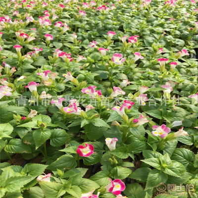 【廠家直銷綠化植物夏堇花卉苗批發(fā)吊盆花卉夏堇花草苗可盆栽】青州市隆聚花卉苗木專業(yè)合作社 - 產品庫