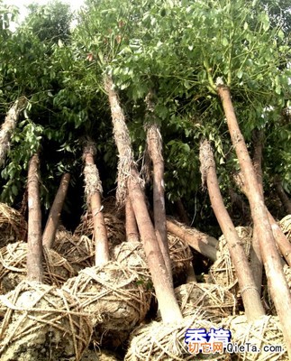 供應灌木30-50公分80元起價 - 供應產品 - 新龍苗木景景觀苗木基地 - 切它網(wǎng)(QieTa.com)