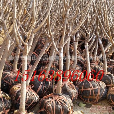 【山東的櫻桃好賣嗎紅燈吉塞拉岱紅】泰安市泰山區(qū)風城苗木種植專業(yè)合作社 - 產品庫