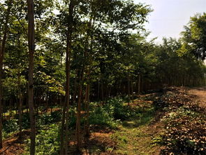 交趾黃檀價格 優(yōu)質大紅酸枝樹苗專業(yè)供應