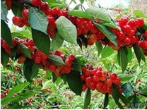 煙臺大櫻桃苗|煙臺大櫻桃苗批發|煙臺大櫻桃苗哪家好|廠家供應圖片|煙臺大櫻桃苗|煙臺大櫻桃苗批發|煙臺大櫻桃苗哪家好|廠家供應產品圖片由煙臺果真天然大櫻桃苗木合作社公司生產提供-