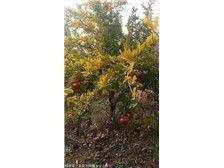 絳縣森之泉苗木種植專業(yè)合作社 優(yōu)質(zhì)苗木，綠色生態(tài)的守護(hù)者