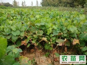 探索果樹苗的世界 從廠商選擇到優(yōu)質(zhì)資源獲取指南