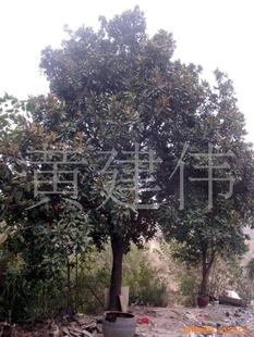 綠化苗木新選擇 喬木大玉蘭，打造生態景觀的優雅之選